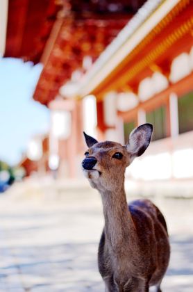 琛岀▼缇庡浘